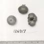 Click for 1 image(s) for this accession. FRUIT